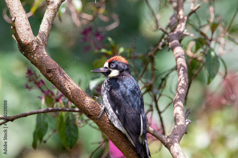 Fototapeta premium A Acorn Woodpecker in Costa Rica