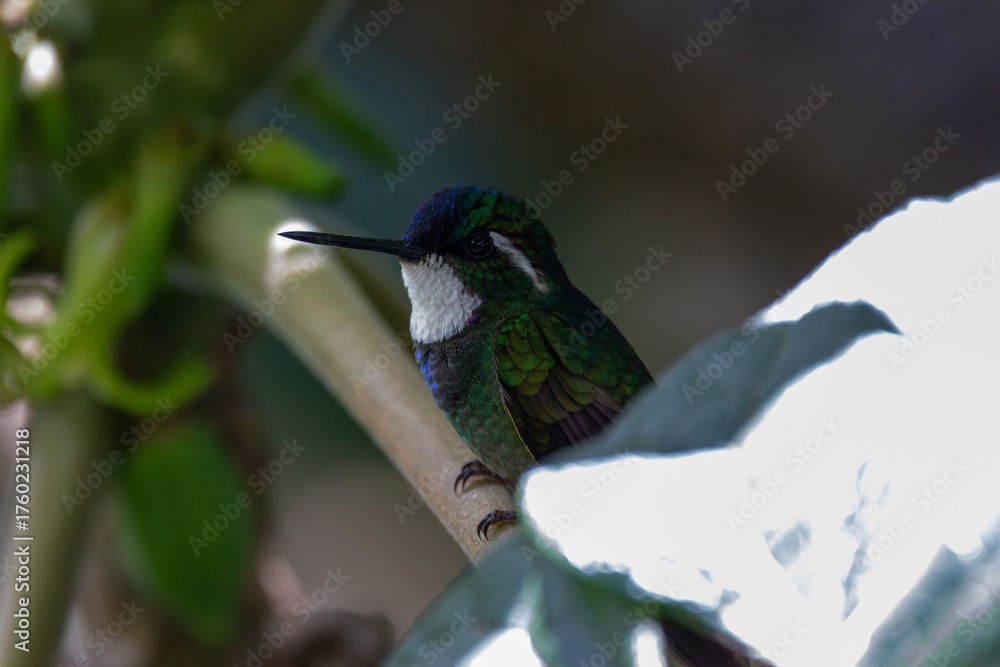 Fototapeta premium A White-throated Mountain-gem in Cosat Rica