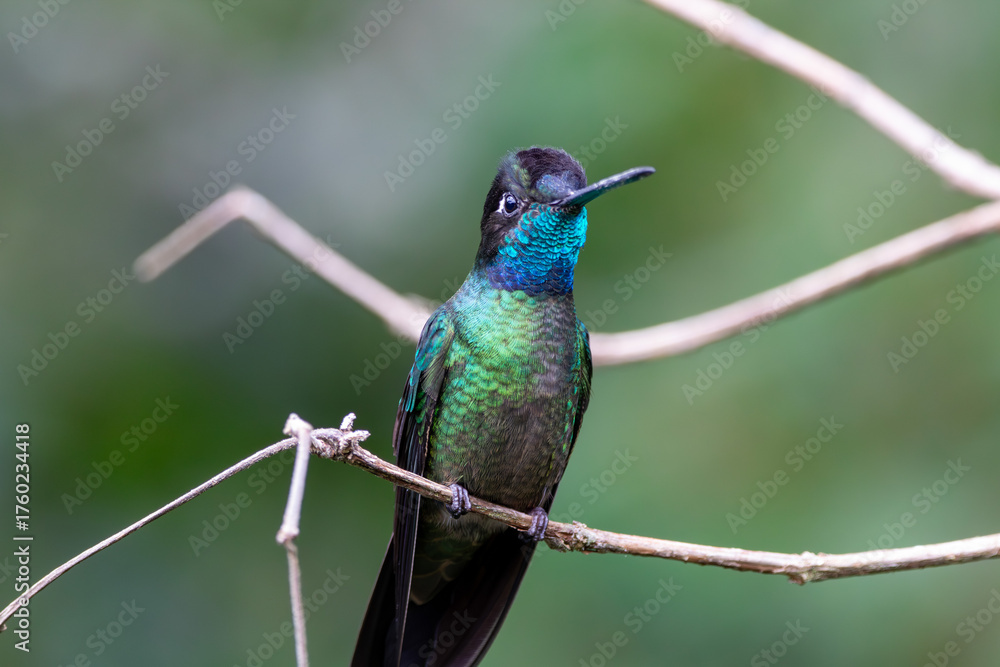 Fototapeta premium A Talamanca Hummingbird in Costa Rica