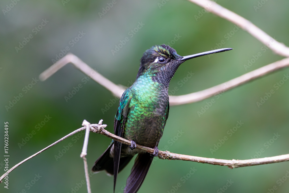 Obraz premium A Talamanca Hummingbird in Costa Rica