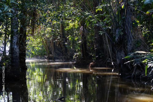 The Hidden Waterway: a serene and atmospheric photograph of a tropical mangrove swamp. A narrow channel of still water stretches into the distance