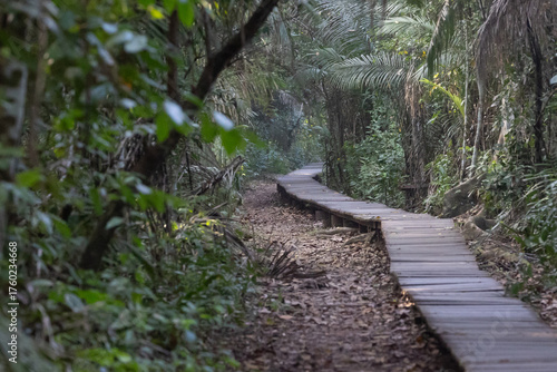 Nature's Corridor: an inviting and immersive photograph of a wooden boardwalk cutting through dense tropical rainforest of Peru's Amazon