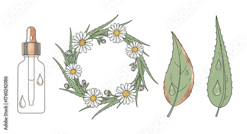 Elegant skincare vector elements with aloe wreath, dropper bottle, and dewy leaf for organic cosmetics branding