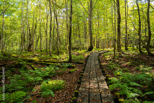 Bild auf Leinwand Boardwalk Through the Beech Forest in Dakedai, Shirakami Sanchi (Early Autumn)