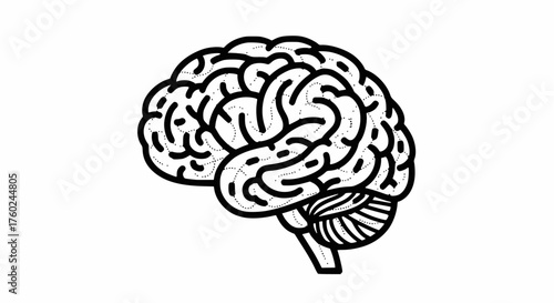Detailed vector icon of a human brain in outline black and white style, showcasing the cerebrum and cerebellum, representing concepts of intelligence, mind, idea, psychology, and neurology.