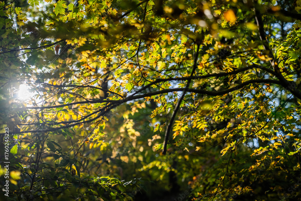 Obraz premium Sunlight Filtered through Yellow-Green Itayakaede Leaves in Early Autumn Forest