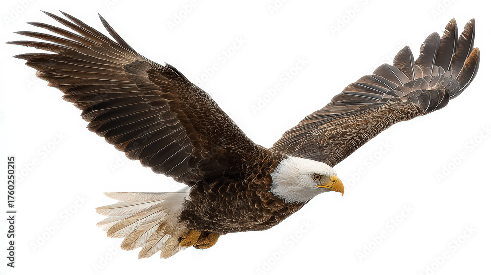Fototapeta premium Majestic bald eagle soaring with wings spread wide against a clean white background