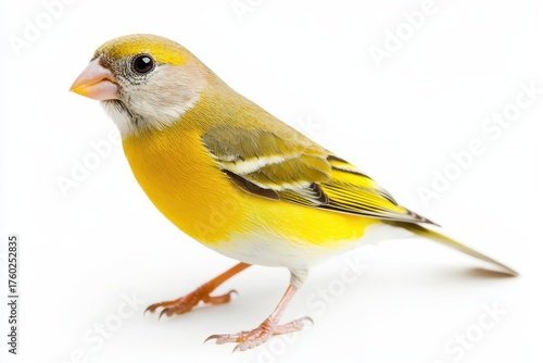 A yellow bird with a white background