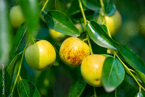 Wallpaper Mural Winter Jujube Assorted Seasonal Fruits Fresh Selection Torontodigital.ca