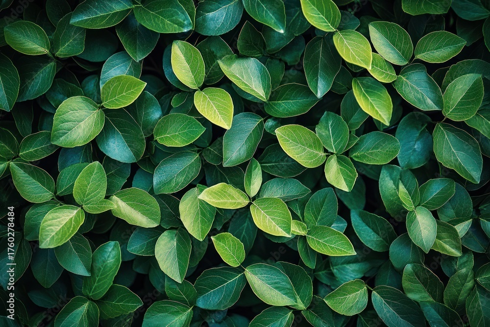 Obraz premium Close-up of vibrant green leaves densely covering the frame, showing various shades and leaf veins with a fresh natural appearance