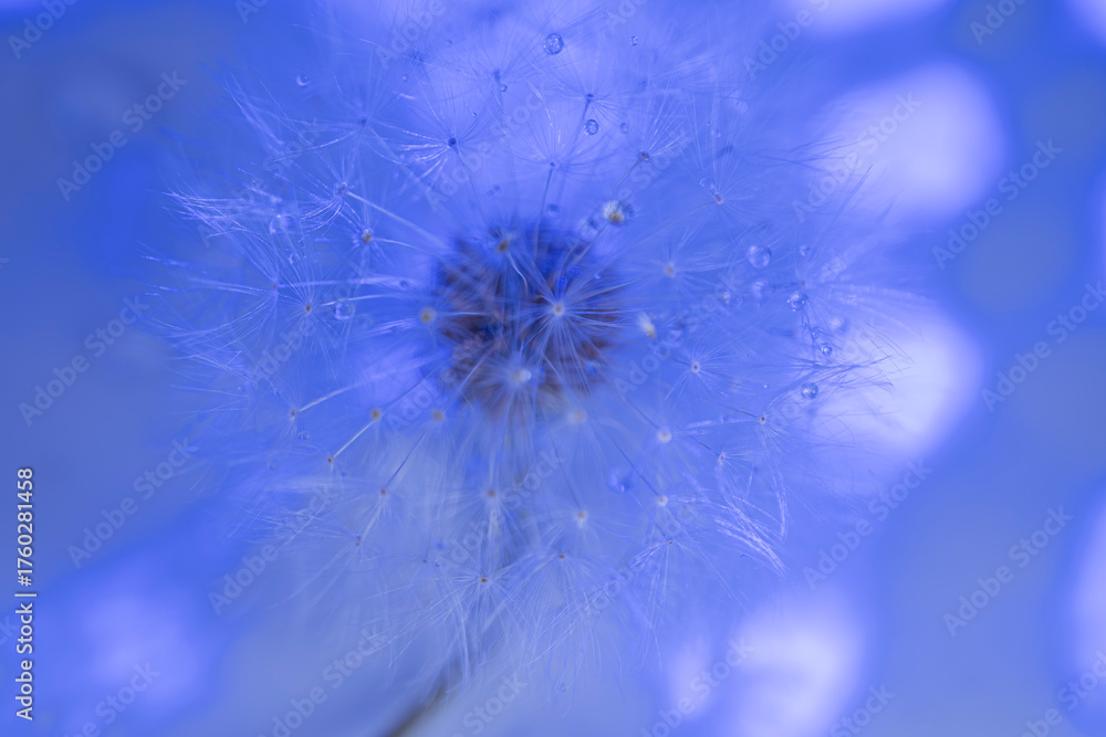 Fototapeta premium Dandelion with dew drops in colorful light – macro photo of delicate dandelion seeds with soft bokeh