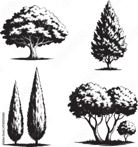 Black and White Cypress Tree Silhouette Vector Collection