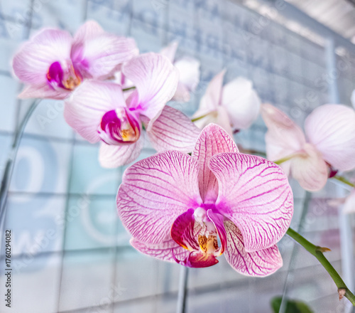 Elegant pink and white orchids with soft, intricate petal patterns. Graceful pink and white orchid flowers in a serene setting.. Close-up of pink orchids with delicate white veins and vibrant accents