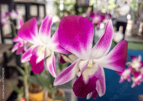 Vibrant purple orchids showcasing intricate petal details. Elegant purple orchid blooms in a natural setting. Beautiful close-up of purple orchids with delicate white accents