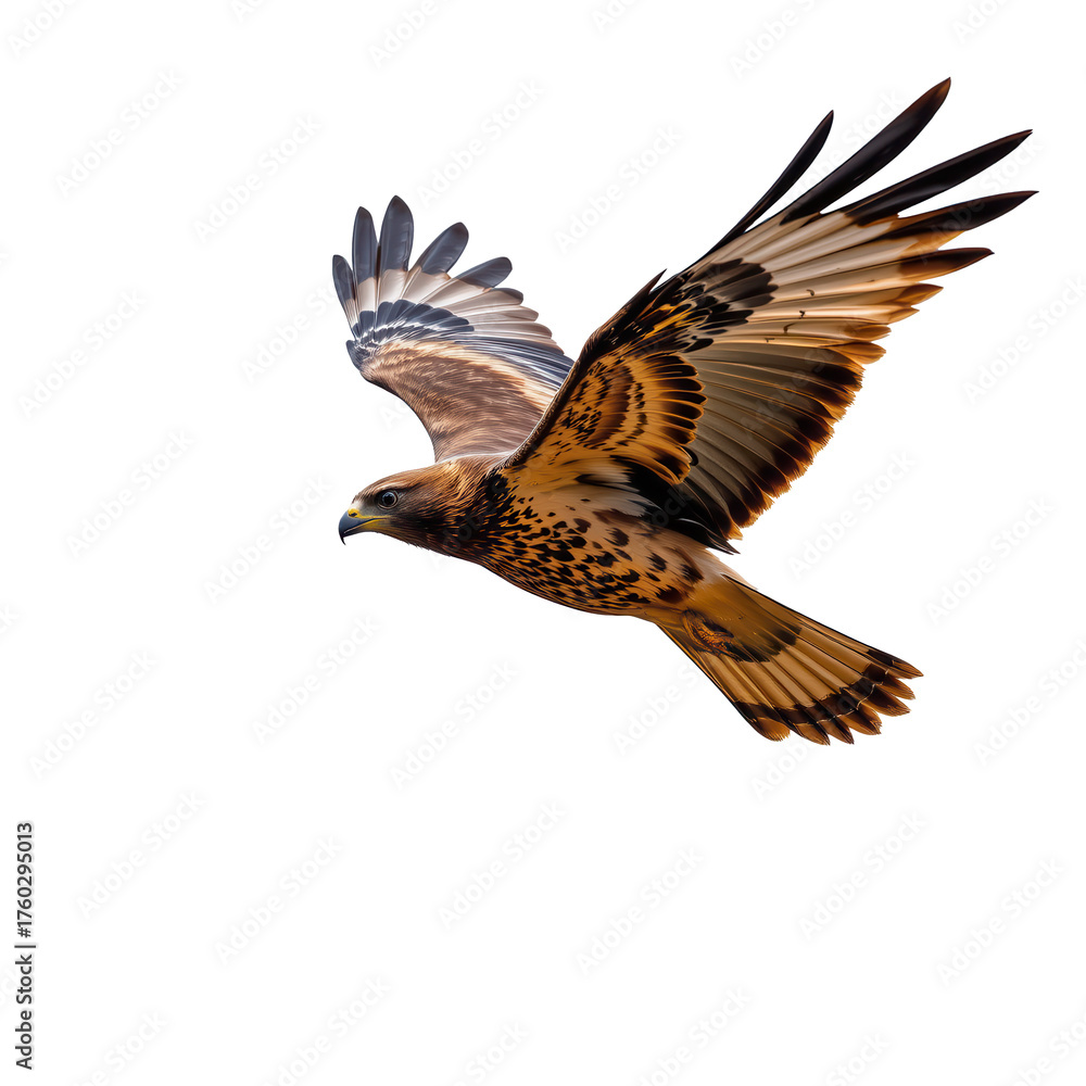 Obraz premium Majestic Hawk in Flight against Clear Blue Sky Background
