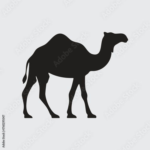 camel in the sand