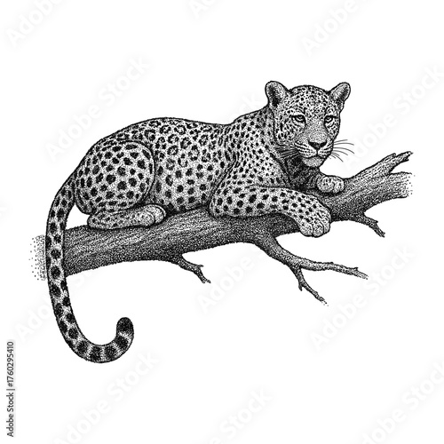Leopard Wild Cat Engraved Illustration