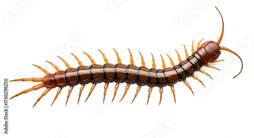 Long segmented centipede with brown and orange coloration on white  