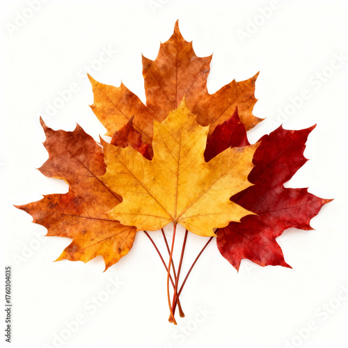 A group of colorful maple leaves isolated on white background, showing the beauty of autumn season