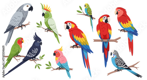 Schilderij op canvas Exotic Parrots Collection Colorful Bird Species on Branches Illustration