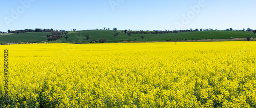 Fotografía Yellow Canola field