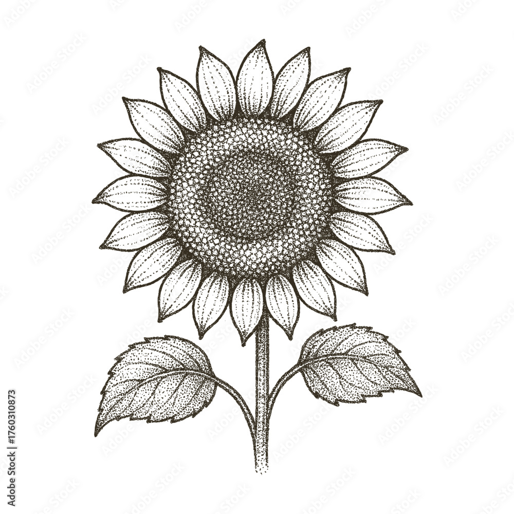 Fototapeta premium Sunflower Vintage Line Art Botanical Illustration in Dotwork Style