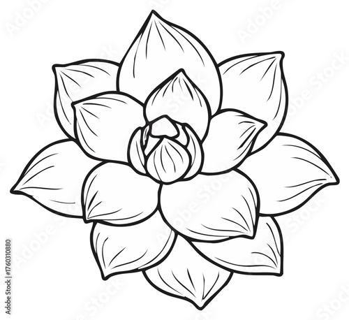 Minimalist succulent plant outline drawing, black and white botanical illustration