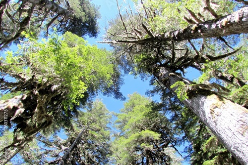 Lush forest canopy viewed from below (4)