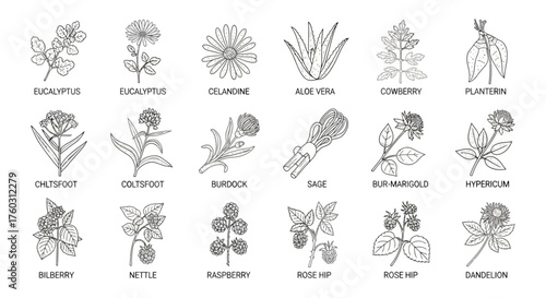 Botanical Herbs and Plants Line Art Illustration