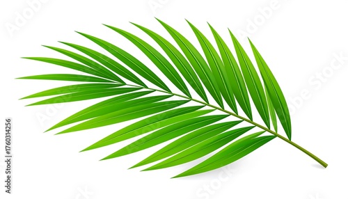 A vibrant, detailed depiction of a palm frond featuring elongated, green leaflets radiating from a central stalk. The image has a clean, white background