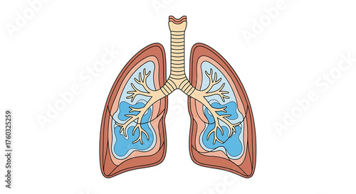Anatomical illustration of the human respiratory system, depicting lungs and airways.