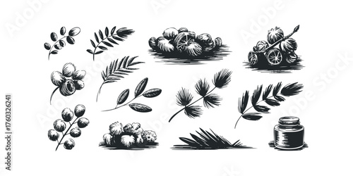 Nature botanical and object sketches