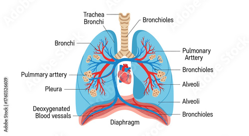 Illustration of the human respiratory system, showing lungs, bronchi, and other components.