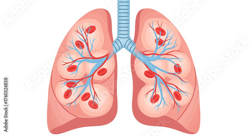 Anatomical illustration of the human respiratory system showing lungs, bronchi, and blood cells for gas exchange.