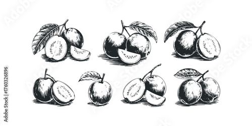 Hand Drawn Fruit Illustrations with Leaves and Slices