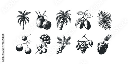 Collection of Tropical Fruit and Plants Sketch