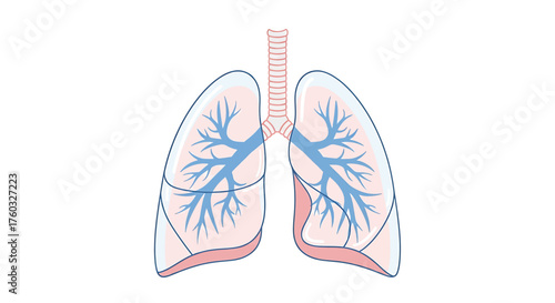 Anatomical illustration of the human respiratory system with lungs and trachea on a white background.