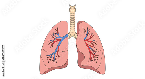 Anatomical illustration of the human respiratory system showing lungs, trachea, and bronchi with blood vessels.