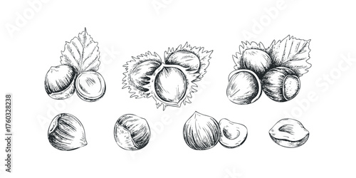Hand Drawn Hazelnut Collection with Leaves and Shells
