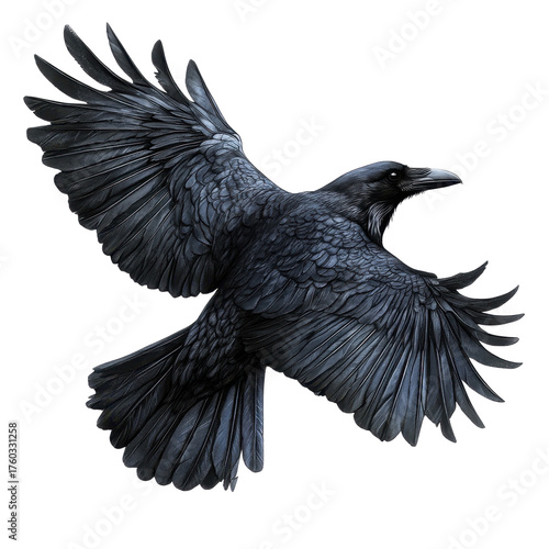 Mythical raven bird isolated on transparent background.