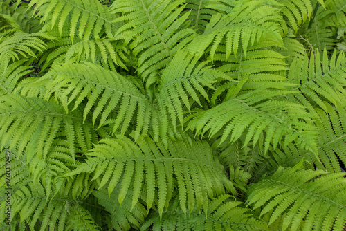 Wallpaper Mural green feathery leaves of the garden fern - ostrich fern (lat. Matteuccia struthiopteris) Torontodigital.ca