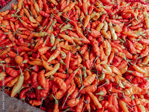 A vibrant pile of dried red chili peppers. Fresh red chilies in bulk for cooking. Red hot chilies displayed in bulk for spice. Red chili peppers ready to be packaged
