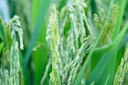 Rice ears in the paddy field.