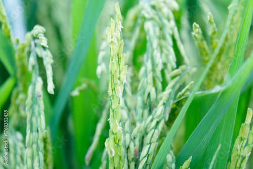 Rice plants in the paddy field.