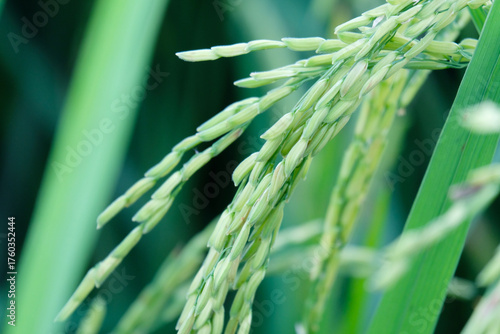 Rice ears in the paddy field.