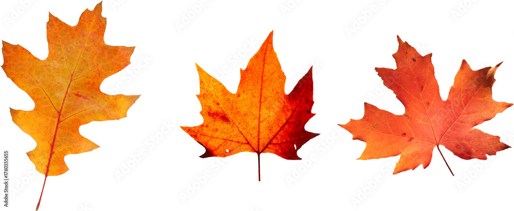 Fototapeta premium Autumn leaves set of autumn leaves in the wind on white background Full-size photo of maple autumn High resolution. Collection of autumn leaves isolated on transparent or white background, png