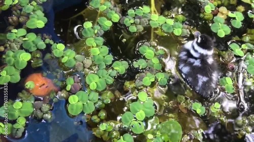 Waterfowl's Tiny Companion: A newborn bird, with intricate plumage, navigates a serene aquatic environment, alongside flourishing aquatic plants. A tender scene, brimming with nature's intricacies.
