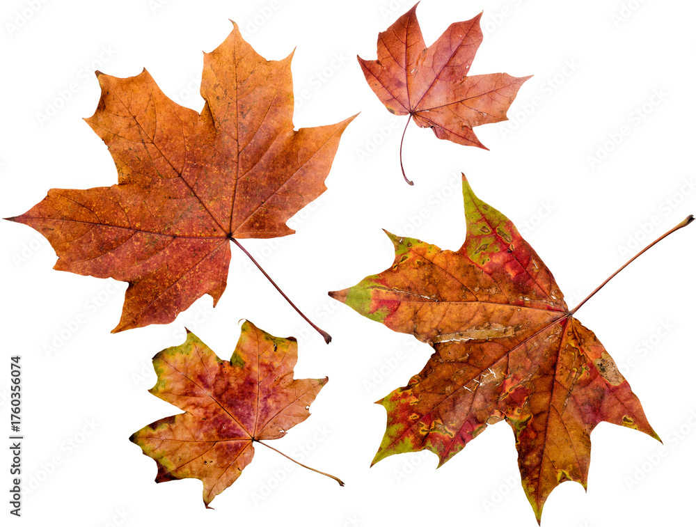 Fototapeta premium Autumn leaves set of autumn leaves in the wind on white background Full-size photo of maple autumn High resolution. Collection of autumn leaves isolated on transparent or white background, png
