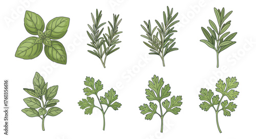 Watercolor Illustration of Various Fresh Culinary Herbs.