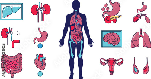 Human anatomy illustration, internal organs diagram, medical body chart, educational biology artwork, healthcare design, anatomical reference, cad drawing flat vector illustration